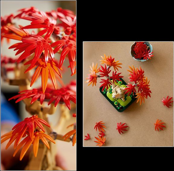 LEGO Botanicals 10348 Punalehtinen japaninvaahtera-bonsaipuu – kuva 4